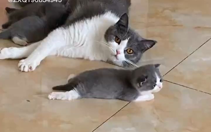 好可爱的小猫咪,好想一口吃掉截图