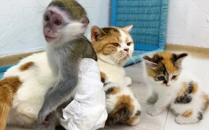 最好的猫科动物家庭——猫妈妈和她收养的小猫截图