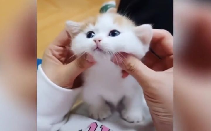 小奶猫不就是用来rua的吗 (=・ω・=)截图
