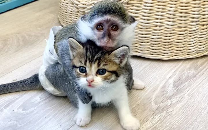 小猫的行踪一切尽在掌握截图