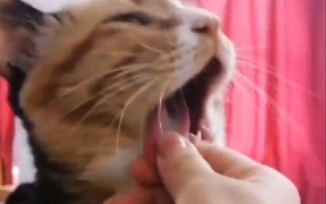 video-3091165