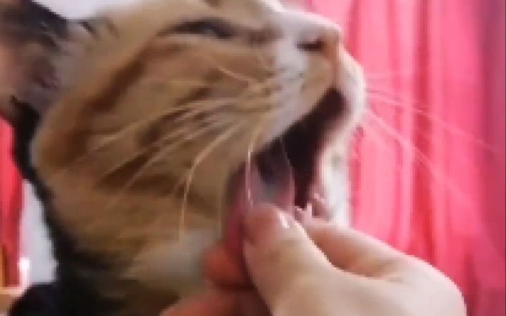 这就是养猫的快乐吗截图