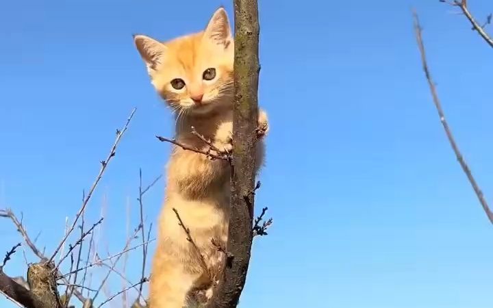 勇敢可爱的小猫咪上线啦截图