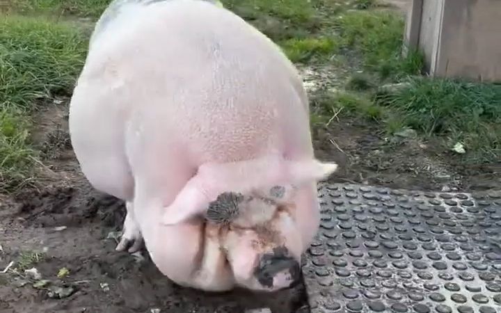 动物庇护所救助的超重猪猪,吃上了“健康餐”...真的该减肥啦!截图