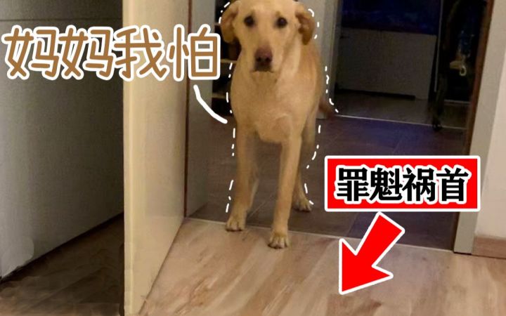 狗狗也有小心思:勇敢救过主人的拉布拉多,竟害怕木地板截图