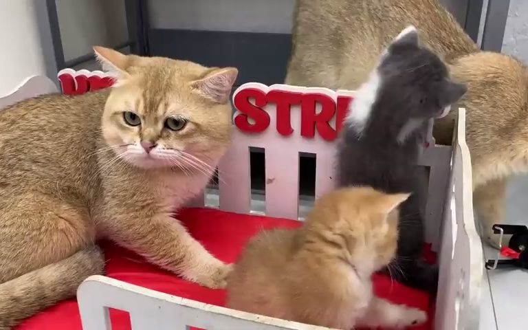 video-2796108