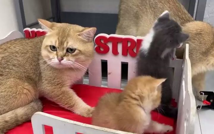 寄养小猫的最佳猫爸爸截图