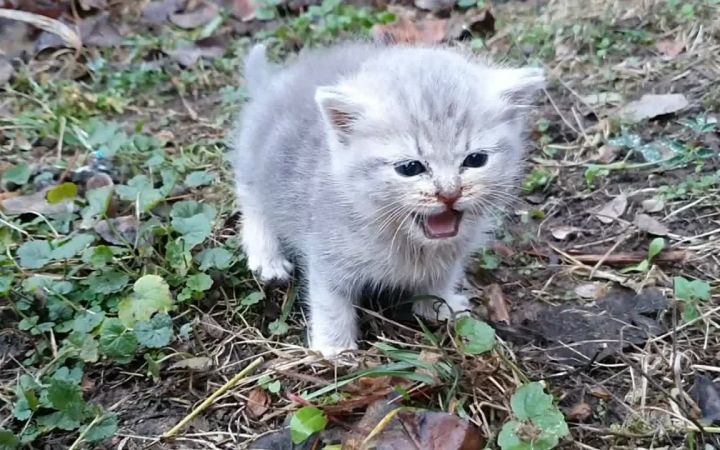 喂养一只虚弱的街头小猫截图
