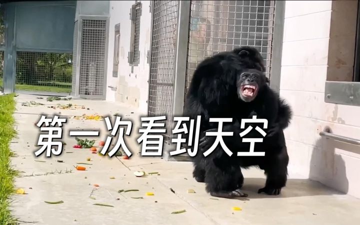 被关了28年的黑猩猩 第一次见到天空 【合集：重见天日的动物们】截图
