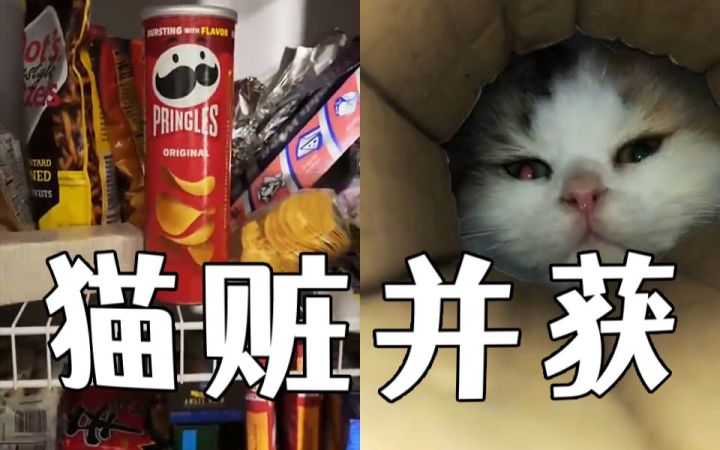家里零食莫名消失的背后——小猫咪的事,怎么能叫偷呢?截图