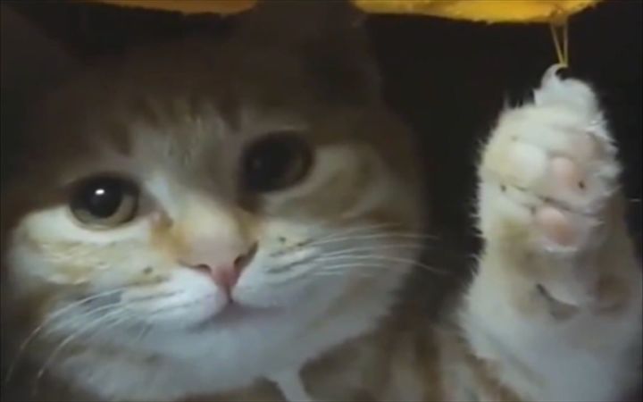 怎么倒霉事都让小猫咪遇见了截图