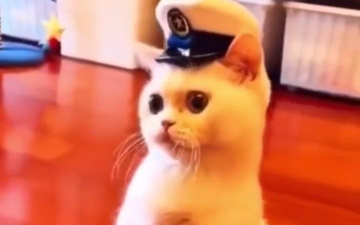 猫咪搞笑集锦截图