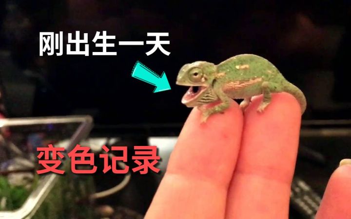 刚出生1天的变色龙小宝宝，是怎么变色的？截图