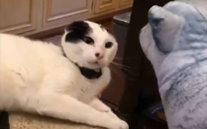 倔强猫猫,永不服输截图