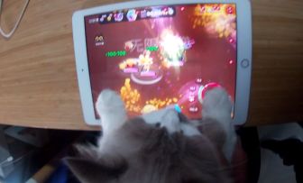 即使是憨憨猫咪，只要努力就能学会猫猫挂机，对吧！