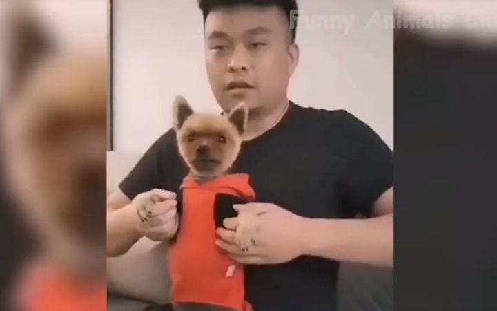 有趣的动物视频 2022 😂 棒棒的狗和猫视频截图