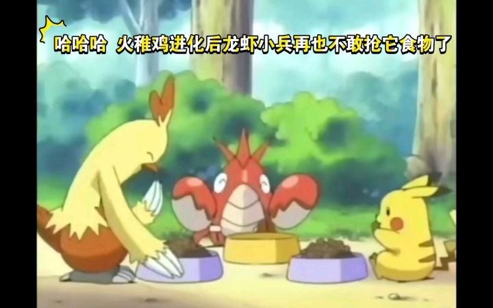 精灵宝可梦 哈哈哈 火稚鸡进化后龙虾小兵再也不敢抢它食物了截图