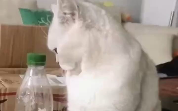 猫咪迷惑行为大赏截图