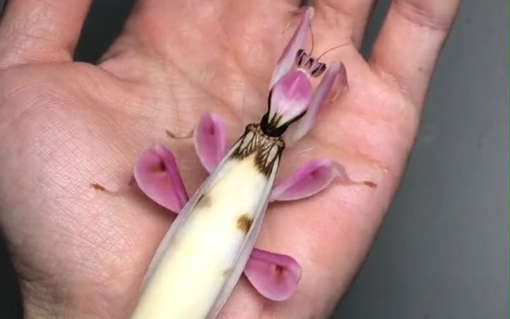(高能预警)两只颜值都非同一般的螳螂,看起来好搭啊~!截图