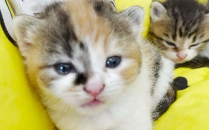 最可爱的毛茸茸小猫的睡觉时间截图