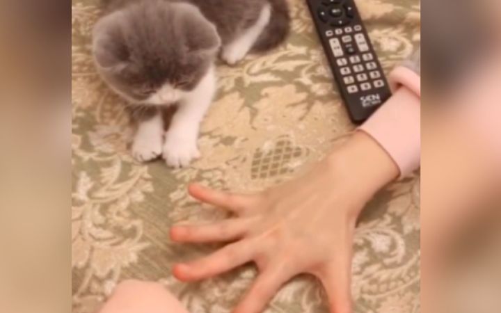 报告:出现一例沙雕人传猫事件!截图