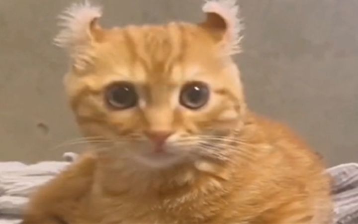 ”我小猫咪何尝不想成为一位音乐家“截图