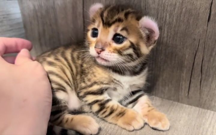 这到底是小奶猫还是小老虎？截图