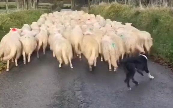 边牧:羊羊们走错路?不存在的!截图