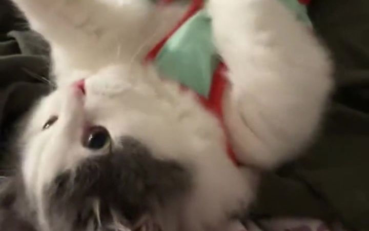 十斤的小猫 九斤的可爱截图