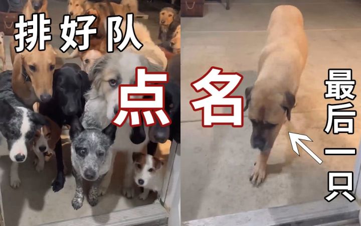 当家里养了23只狗狗,每天回家的场景就是这样的......截图