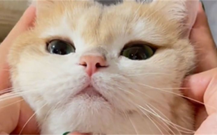 长得这么可爱，生来就是让姨姨rua的！截图