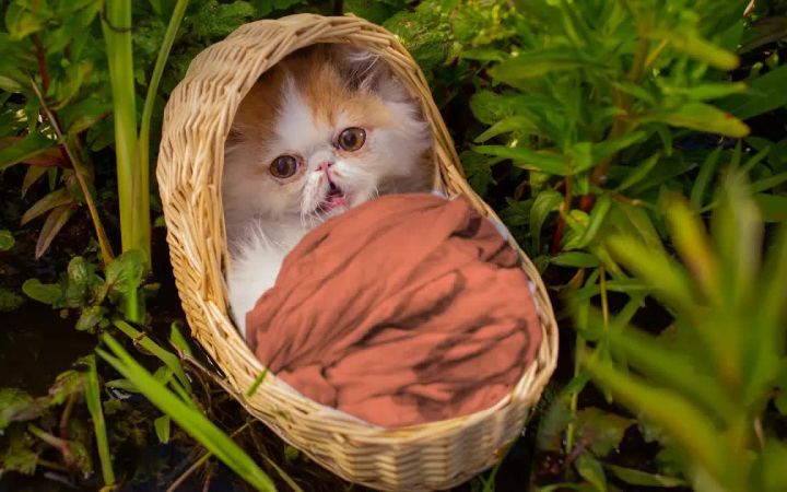 我的天!被老鼠养大的猫截图