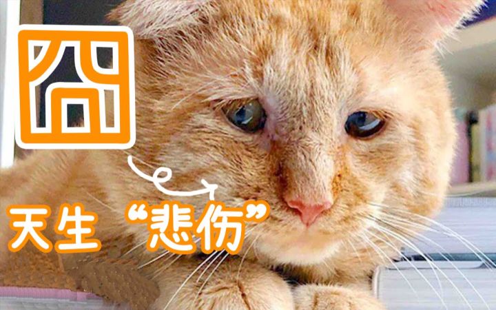收养一只长得很悲伤的囧相猫猫,原来是个爱玩的小调皮截图