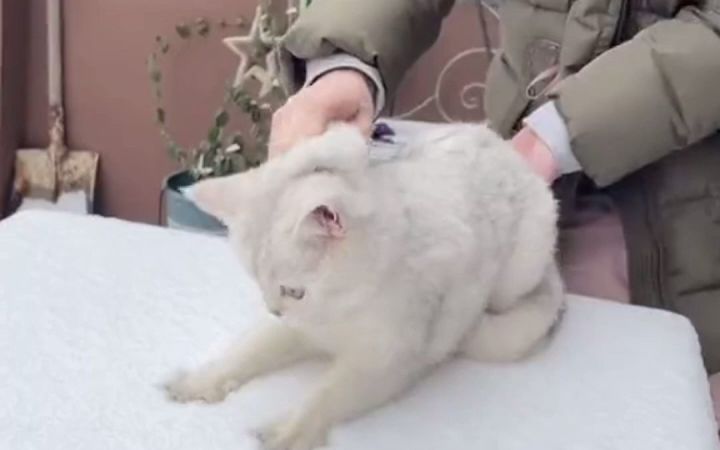 喵生第一次见到雪~截图