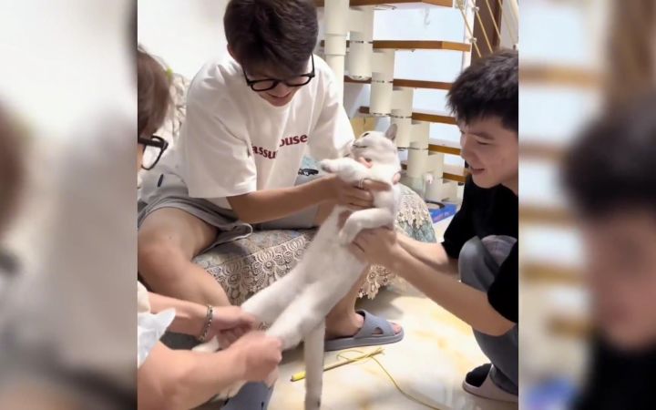 猫咪:怎么这么多变态啊截图