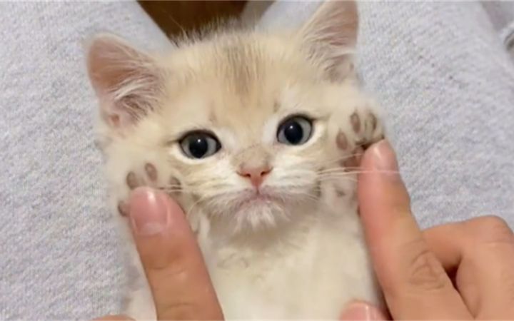 可爱的终点是奶猫截图