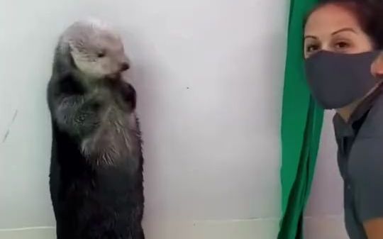 小海獭来示范一下,它的口袋是怎么用的截图