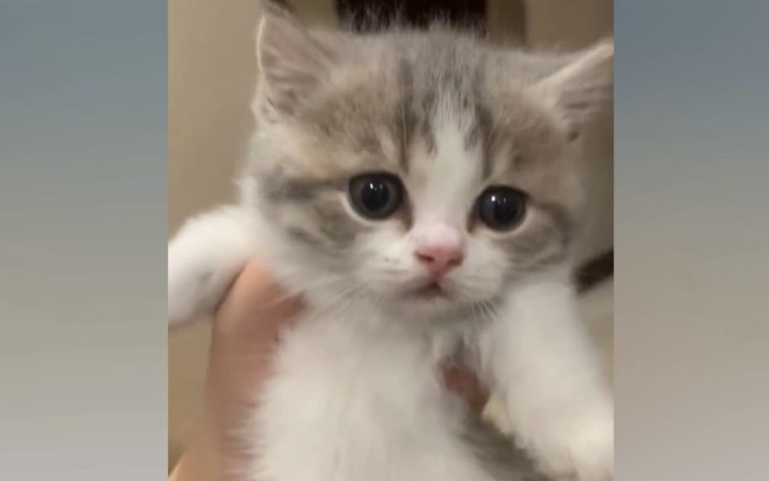 video-2907384