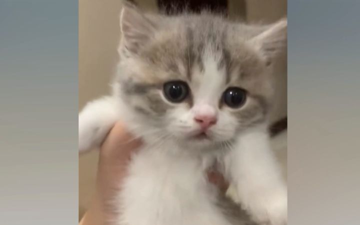 "有些小奶猫生来就是要被妈妈吃掉的~反抗?反抗是没有用的~"截图