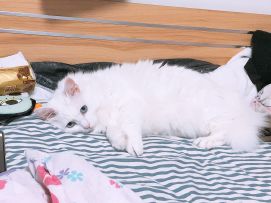 【咕猫宁】天冷了要取暖