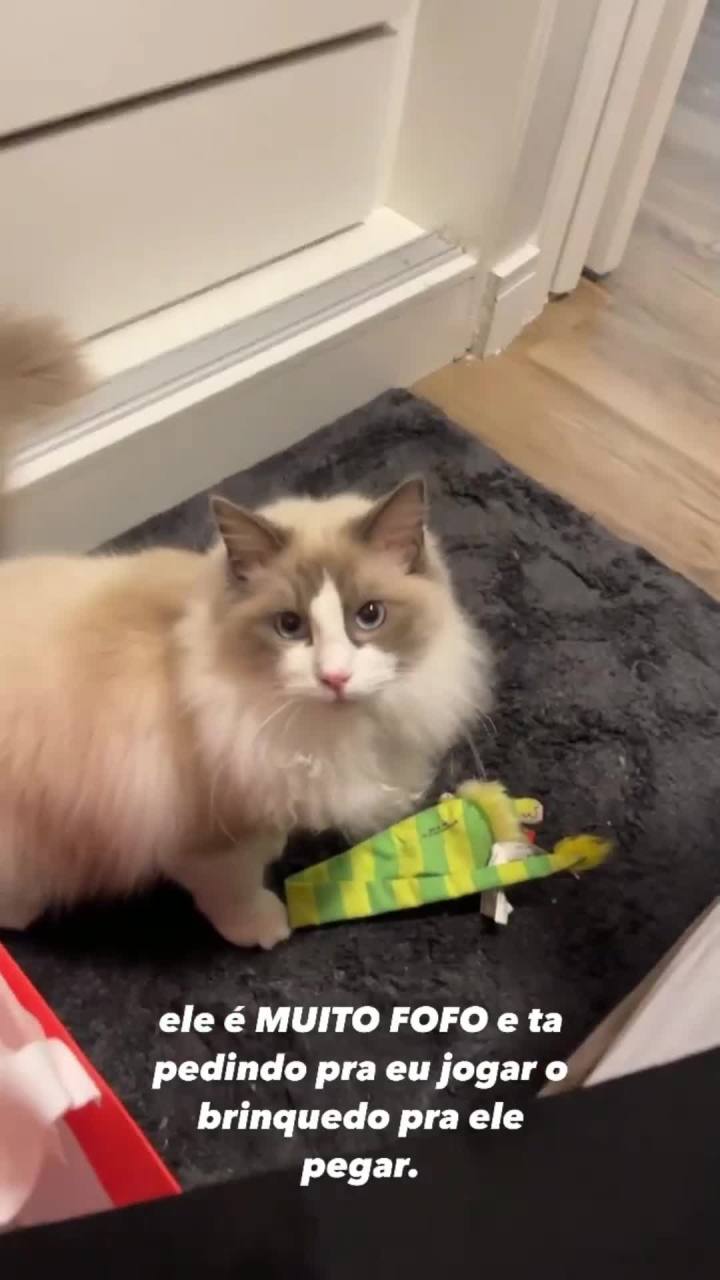 猫和我，平凡的一天#猫咪的日常 #铲屎官的乐趣 #布偶猫 #猫咪的迷惑行为 #Mayumi截图