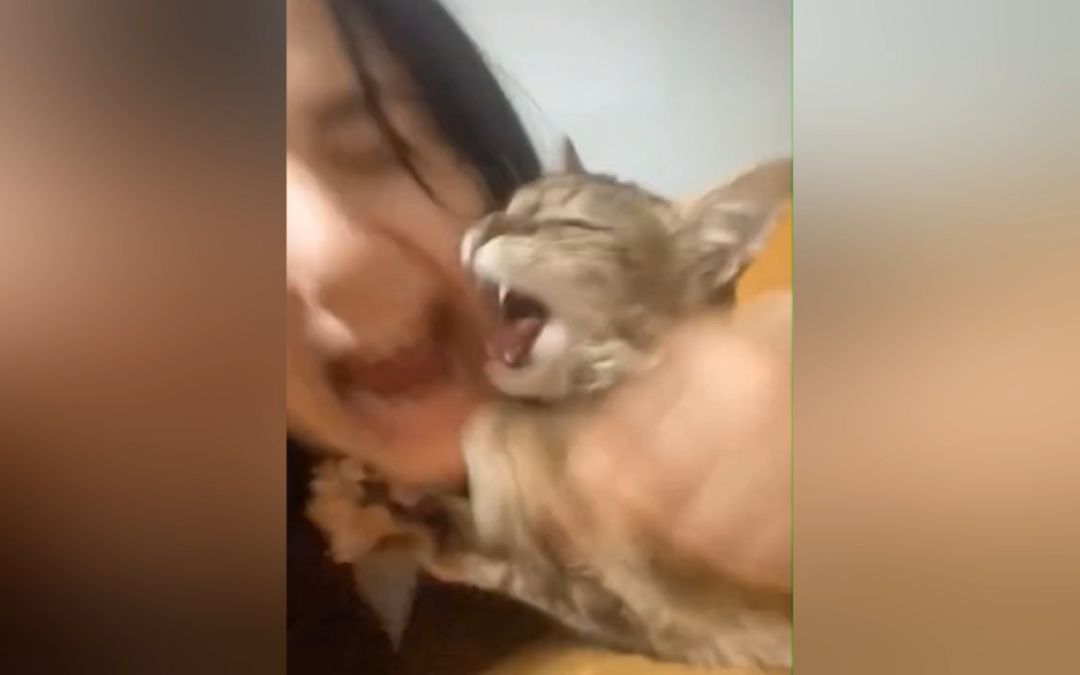 video-3170758