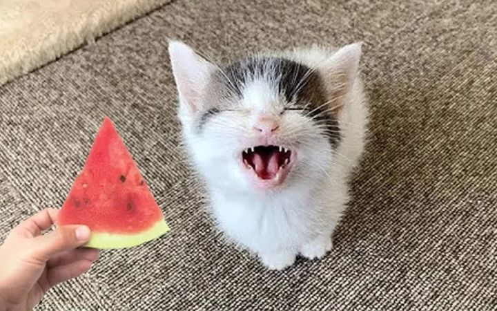 有趣的小猫咪和小狗让你开心一整天截图
