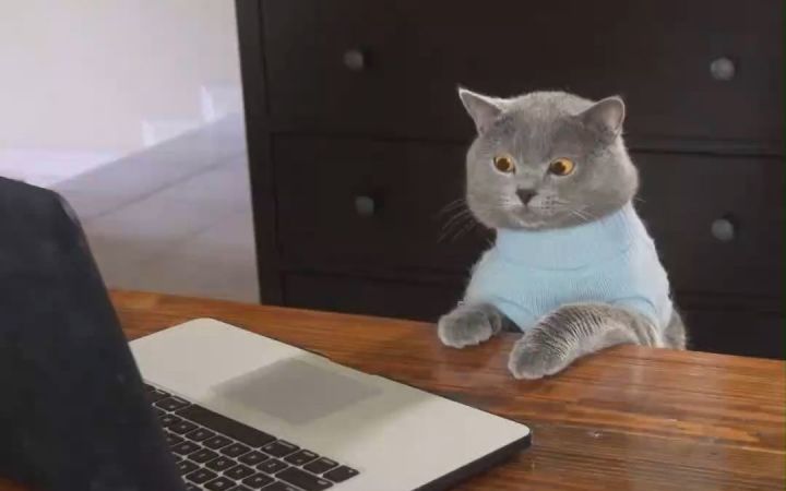 一看到小猫咪掉眼泪,心都要碎了截图