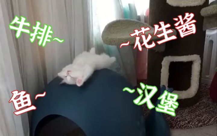 “铲屎官快报菜名吧！”什么食物可以叫醒熟睡的小猫咪？截图
