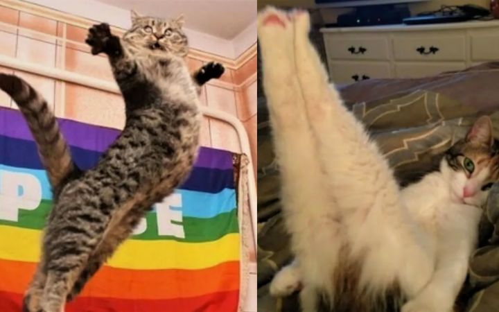 有趣又可爱的猫咪截图