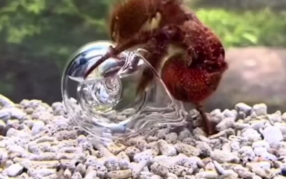 寄居蟹是如何成功“寄居”的,在透明壳下就看得很清楚咯截图
