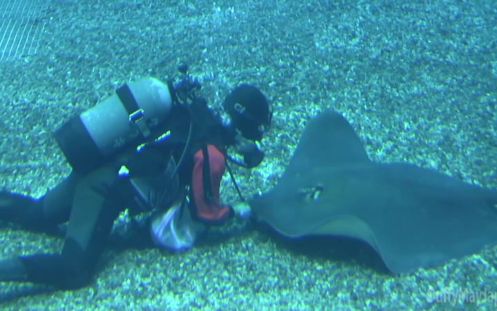 水族馆魔鬼鱼主动求撸截图