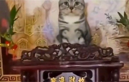 怪不得十二生肖里没有猫截图