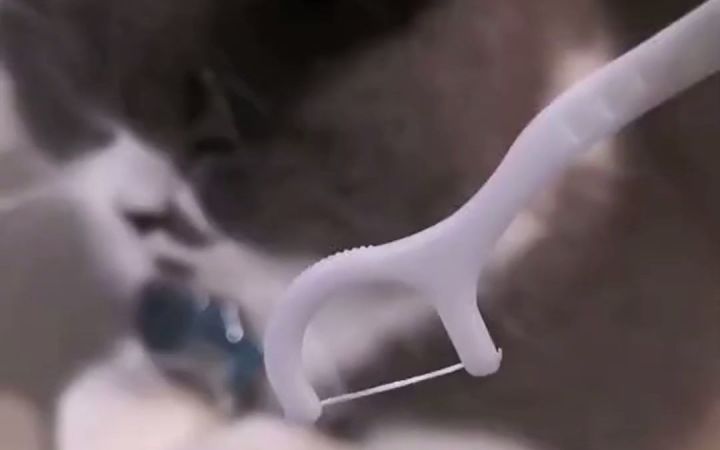 养猫千日,用猫一时截图